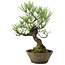 Pinus thunbergii, 30 cm, ± 20 years old