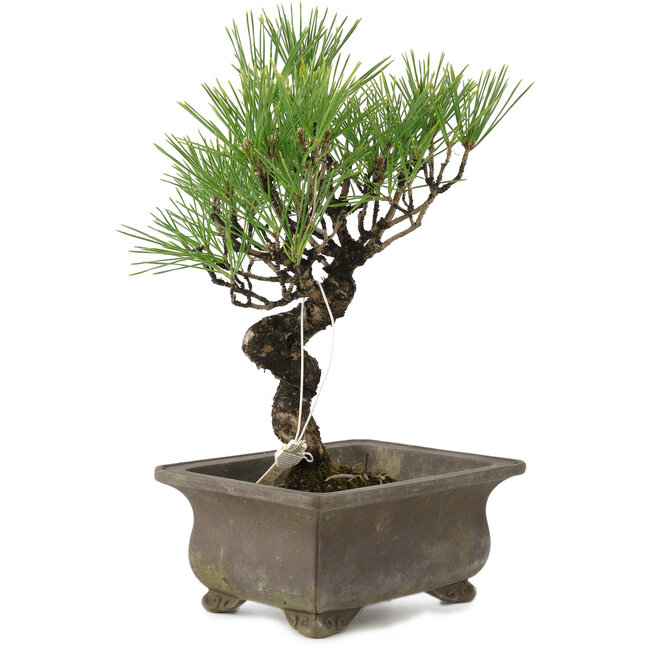 Pinus thunbergii, 24 cm, ± 20 years old