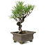 Pinus thunbergii, 24 cm, ± 20 anni