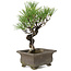 Pinus thunbergii, 24 cm, ± 20 jaar oud