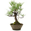 Pinus thunbergii, 30 cm, ± 20 jaar oud