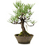 Pinus thunbergii, 30 cm, ± 20 years old