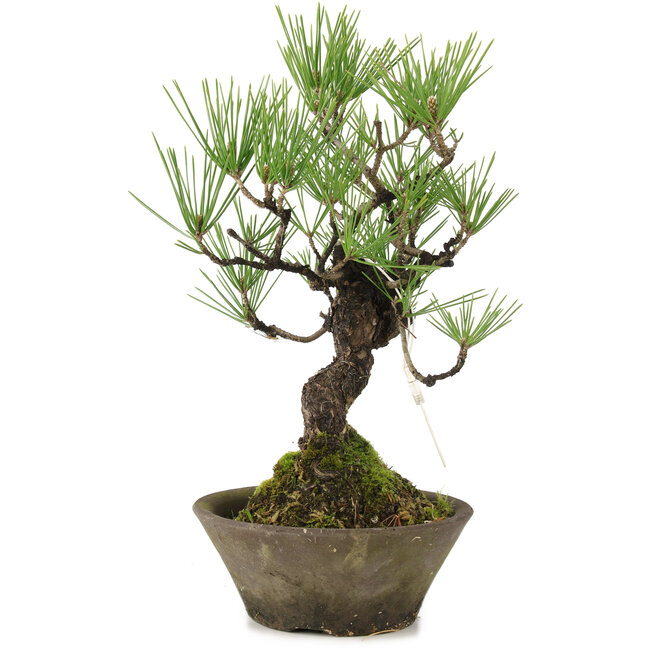 Pinus thunbergii, 30 cm, ± 20 años