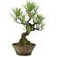 Pinus thunbergii, 30 cm, ± 20 jaar oud