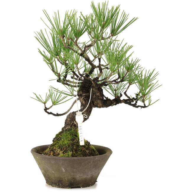 Pinus thunbergii, 30 cm, ± 20 años