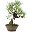 Pinus thunbergii, 30 cm, ± 20 anni