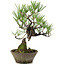 Pinus thunbergii, 30 cm, ± 20 years old