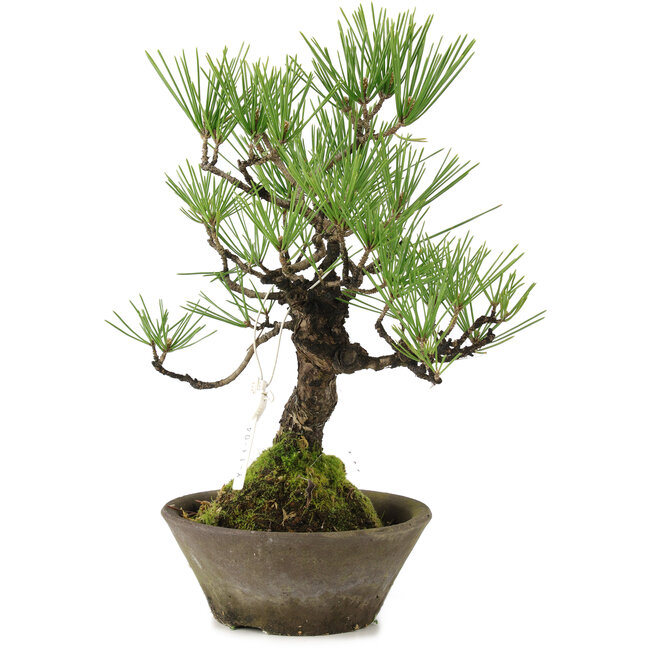 Pinus thunbergii, 30 cm, ± 20 anni