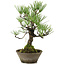 Pinus thunbergii, 30 cm, ± 20 ans
