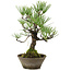 Pinus thunbergii, 30 cm, ± 20 jaar oud