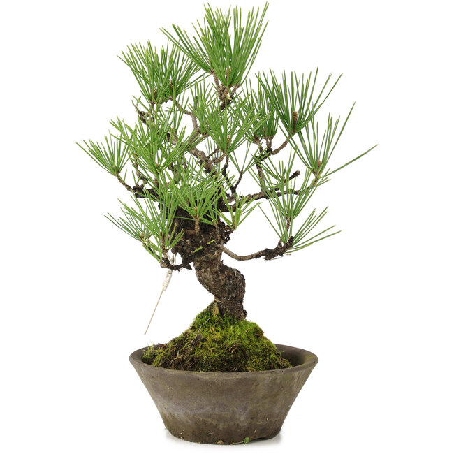 Pinus thunbergii, 30 cm, ± 20 años