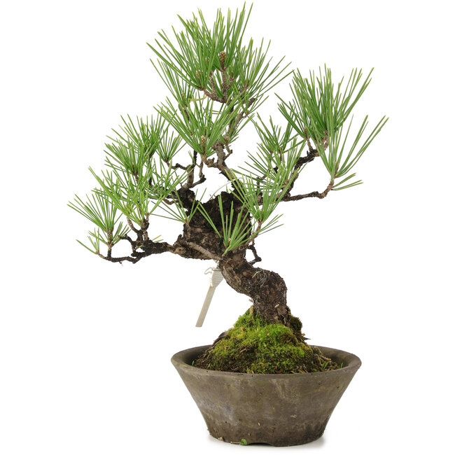 Pinus thunbergii, 30 cm, ± 20 anni