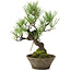Pinus thunbergii, 30 cm, ± 20 años