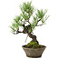 Pinus thunbergii, 30 cm, ± 20 jaar oud