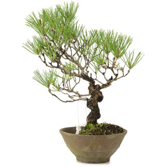 Pinus thunbergii, 35 cm, ± 20 ans