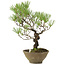 Pinus thunbergii, 35 cm, ± 20 anni