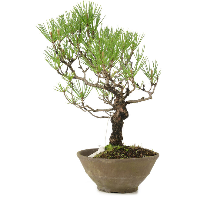 Pinus thunbergii, 35 cm, ± 20 anni