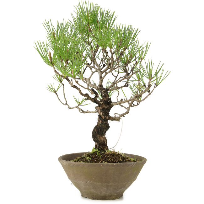 Pinus thunbergii, 35 cm, ± 20 ans