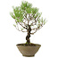 Pinus thunbergii, 35 cm, ± 20 ans