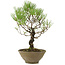 Pinus thunbergii, 35 cm, ± 20 jaar oud