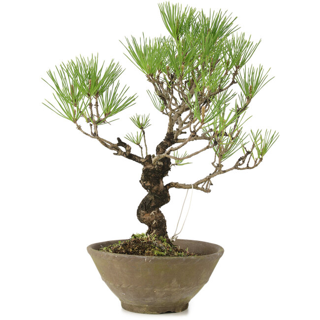 Pinus thunbergii, 35 cm, ± 20 años