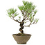 Pinus thunbergii, 35 cm, ± 20 ans