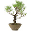 Pinus thunbergii, 35 cm, ± 20 Jahre alt