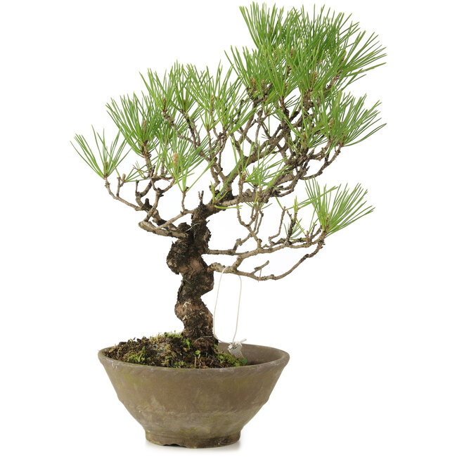 Pinus thunbergii, 35 cm, ± 20 anni