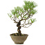 Pinus thunbergii, 35 cm, ± 20 ans