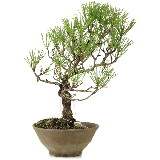 Pinus thunbergii, 35 cm, ± 20 años