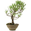 Pinus thunbergii, 35 cm, ± 20 ans