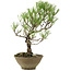 Pinus thunbergii, 35 cm, ± 20 jaar oud