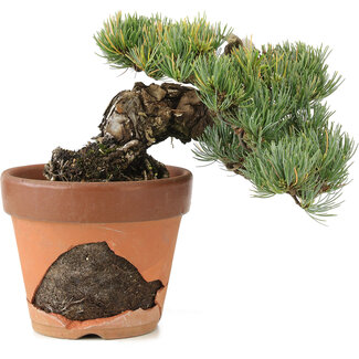 Pinus parviflora, 15 cm, ± 25 jaar oud