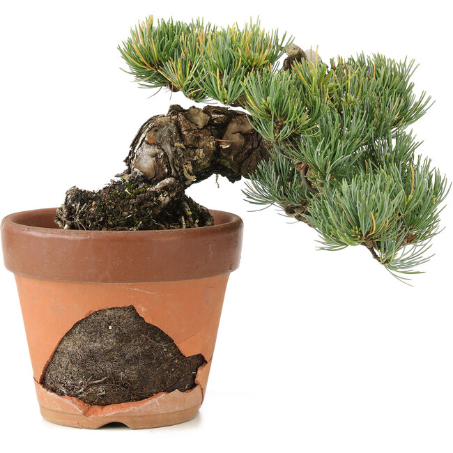 Pinus parviflora, 15 cm, ± 25 años, en maceta rota