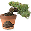 Pinus parviflora, 15 cm, ± 25 jaar oud, in gebroken pot