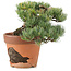 Pinus parviflora, 15 cm, ± 25 jaar oud, in gebroken pot