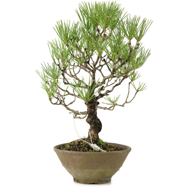 Pinus thunbergii, 35 cm, ± 20 anni