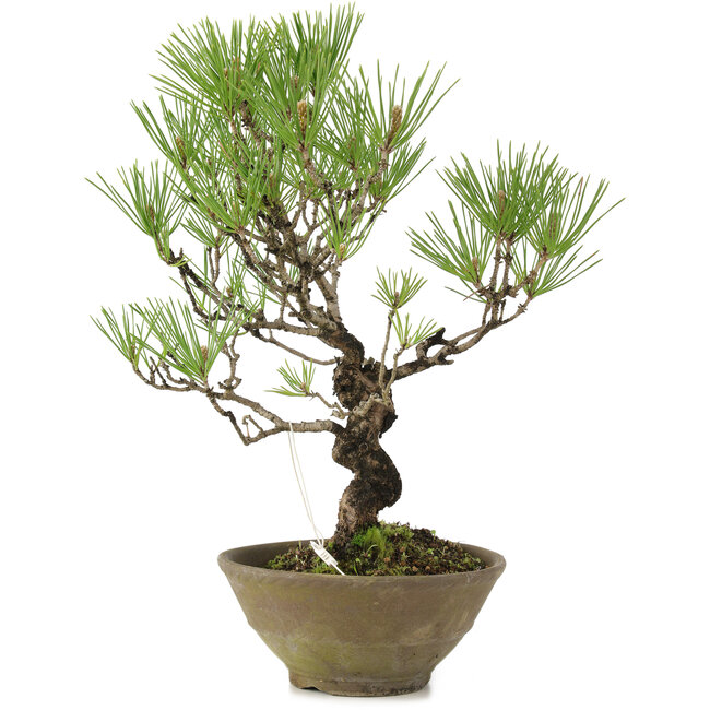 Pinus thunbergii, 35 cm, ± 20 ans
