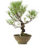 Pinus thunbergii, 35 cm, ± 20 anni