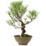 Pinus thunbergii, 35 cm, ± 20 jaar oud