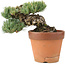 Pinus parviflora, 15 cm, ± 25 jaar oud, in gebroken pot