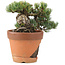 Pinus parviflora, 15 cm, ± 25 ans, en pot cassé