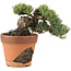 Pinus parviflora, 15 cm, ± 25 years old, in a broken pot