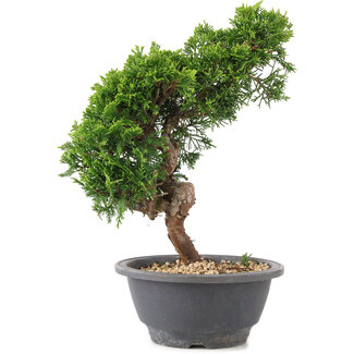 Juniperus chinensis Itoigawa, 26 cm, ± 9 Jahre alt