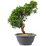 Juniperus chinensis Itoigawa, 26 cm, ± 9 años