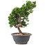 Juniperus chinensis Itoigawa, 26 cm, ± 9 anni