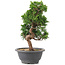 Juniperus chinensis Itoigawa, 26 cm, ± 9 ans