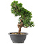 Juniperus chinensis Itoigawa, 26 cm, ± 9 anni