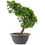 Juniperus chinensis Itoigawa, 26 cm, ± 9 anni