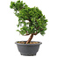 Juniperus chinensis Itoigawa, 26 cm, ± 9 anni